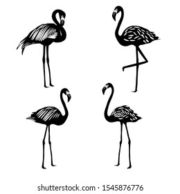 Flamingo silhouettes set on white background, exotic bird, vector illustration