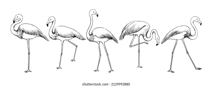 Flamingo Sketch. Exotic Tropical Bird In Various Poses. Feathered Animals Flock With Long Tail And Wings. Isolated Engraving Flying Creatures. Wildlife Nature. Vector Hand Drawn Fowl Set