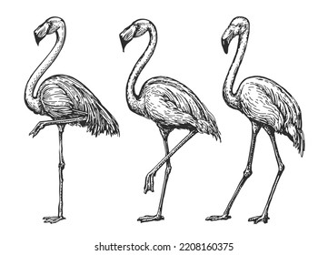 Flamingo sketch. Exotic tropical birds set. Isolated wildlife animals vector illustration in vintage engraving style