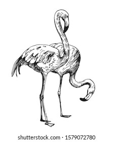 Flamingo sketch. Hand drawn illustration converted to vector. Outline with transparent background