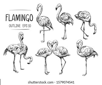 Flamingo sketch. Hand drawn illustration converted to vector. Outline with transparent background