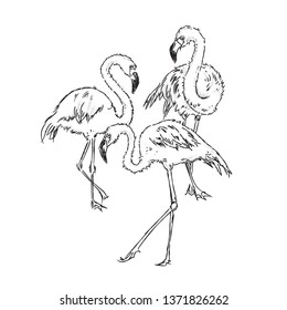 Flamingo sketch vector illustration
