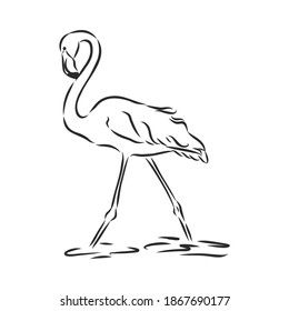 Flamingo sketch vector illustration. Flamingo vector sketch illustration