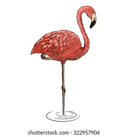 
Flamingo sketch vector illustration.