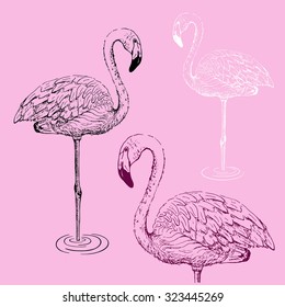 
Flamingo sketch vector illustration.