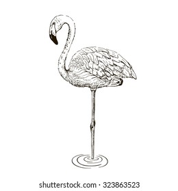 Flamingo sketch vector illustration.