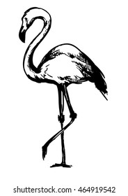 flamingo sketch vector illustration