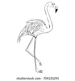 Flamingo Sketch Vector Illustration Black White: เวกเตอร์สต็อก (ปลอดค่า ...