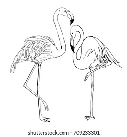 Flamingo, sketch, vector, illustration