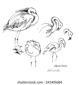 Flamingo sketch.Vector illustration