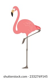 A flamingo standing cross-legged. Realistic hand-drawn style illustration.. 