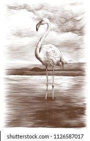 Flamingo stands in a pond on a sky background, sketch vector graphic monochrome illustration on white background