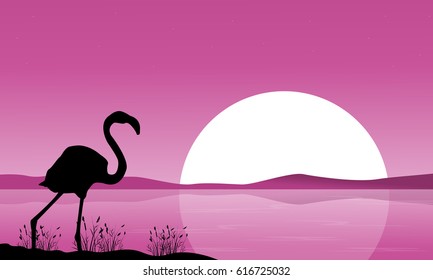 Flamingo at sunset scene silhouette 