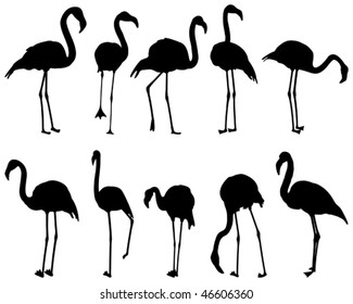 Flamingo, ten different postures