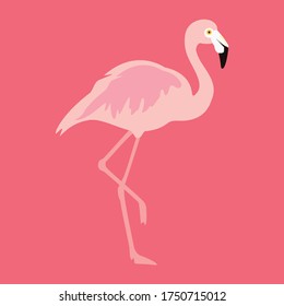 Flamingo tropical bird on pink background. Vector