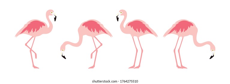 Pájaro tropical flamenco. Flamingo rosa. Vector