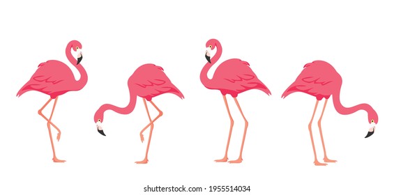 Flamingo tropical bird. Pink flamingo. Vector