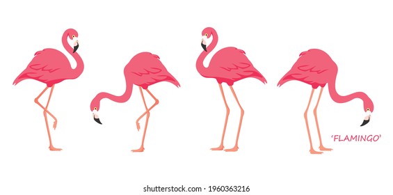 Pájaro tropical flamenco. Flamingo rosa. Vector