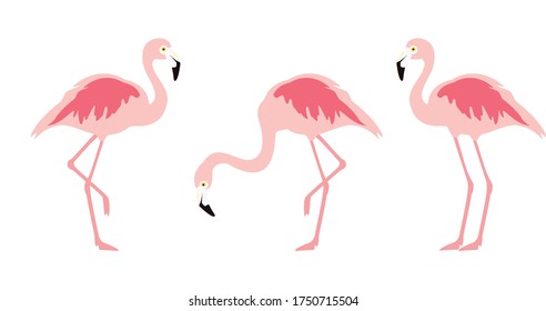 Vector de ave tropical exótica Flamingo 