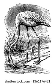El flamingo suele estar sobre una pierna con unas piernas muy delgadas dibujando líneas vintage.