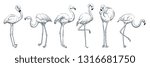 Flamingo in various poses, vector sketch illustration. Tropical birds hand drawn print design elements set.