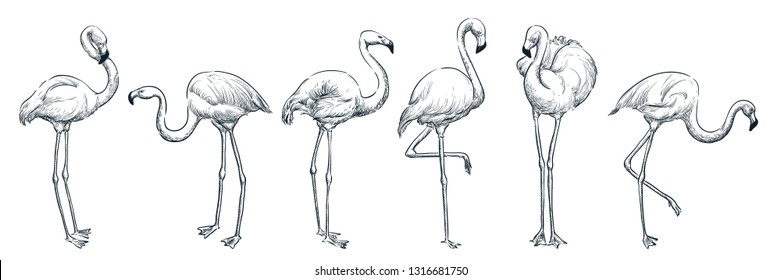 Flamingo in various poses, vector sketch illustration. Tropical birds hand drawn print design elements set.