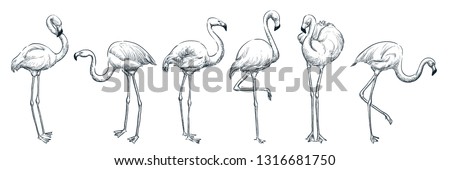 Flamingo in various poses, vector sketch illustration. Tropical birds hand drawn print design elements set.