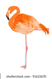 Flamingo vector