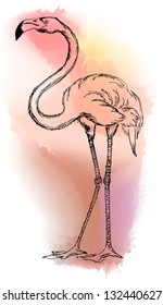 flamingo vector color