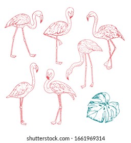 Flamingo vector hand drawn doodle line illustrations set