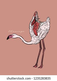 Flamingo vector illustration.