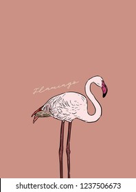 Flamingo vector illustration.