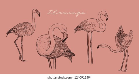 Flamingo vector illustration.