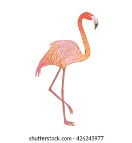 Flamingo - vector illustration