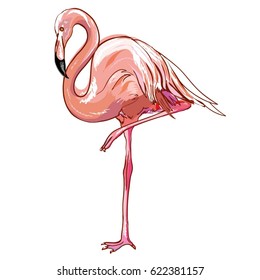 Flamingo - vector, illustration
