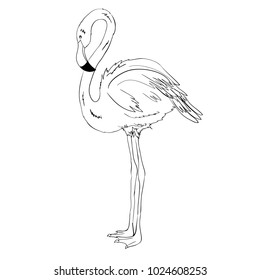 Flamingo vector illustration. Doodle style. Isolated on white background.