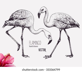 Flamingo vector illustration. Ink pen drawing. Line art design, engraving style. Hand drawn picture. Isolated black figures. Sketch artwork