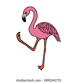 Flamingo vector illustration isolated on white background Vector file