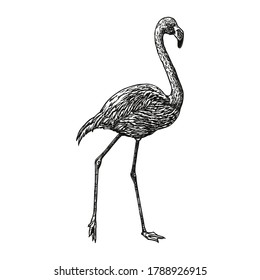 Flamingo vector illustration. Line art, engraving style. Hand drawn picture by pen and ink. Isolated black figure on white background. Sketch artwork. Element for design.