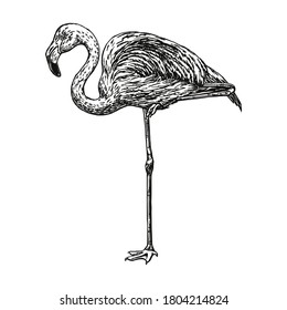 Flamingo vector illustration. Line art, engraving style. Hand drawn picture by pen and ink. Isolated black figure on white background. Sketch artwork. Element for design.