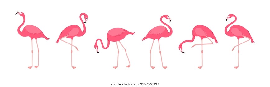 Flamingo vector set, cartoon pink tropical bird, summer animal icon, cute zoo character isolated on white background. Fashion fauna illustration