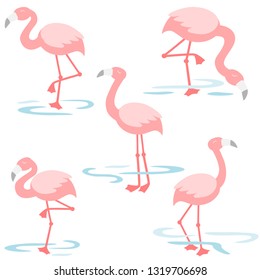 Flamingo walking in the pond