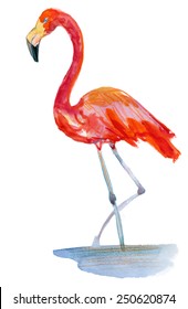 Flamingo in the water. Vector illustration