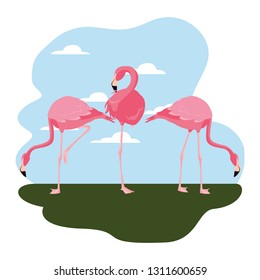 flamingos bird standing