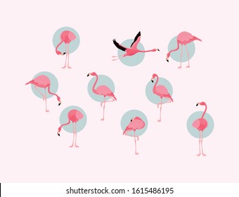 Flamingos birds set design, Animal zoo life nature character childhood and adorable theme Vector illustration