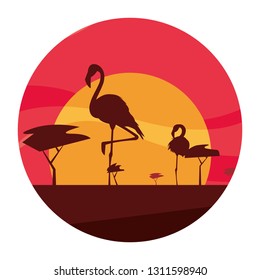 flamingos birds in the sunset