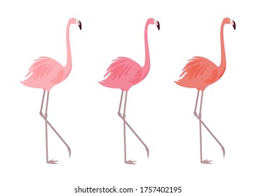 Flamencos de diferentes colores aislados en un fondo blanco. Elementos vectoriales de diseño para tarjetas, carteles, banners y otros diseños.