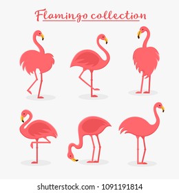 
Flamingos in different poses