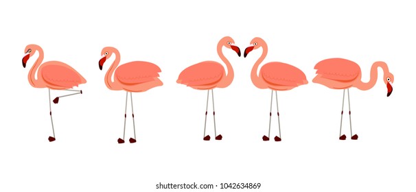 Flamingos. Exotic bird vector. 
