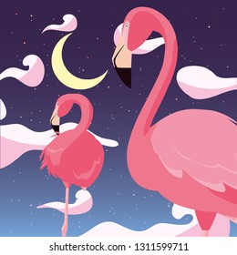 flamingos exotic birds